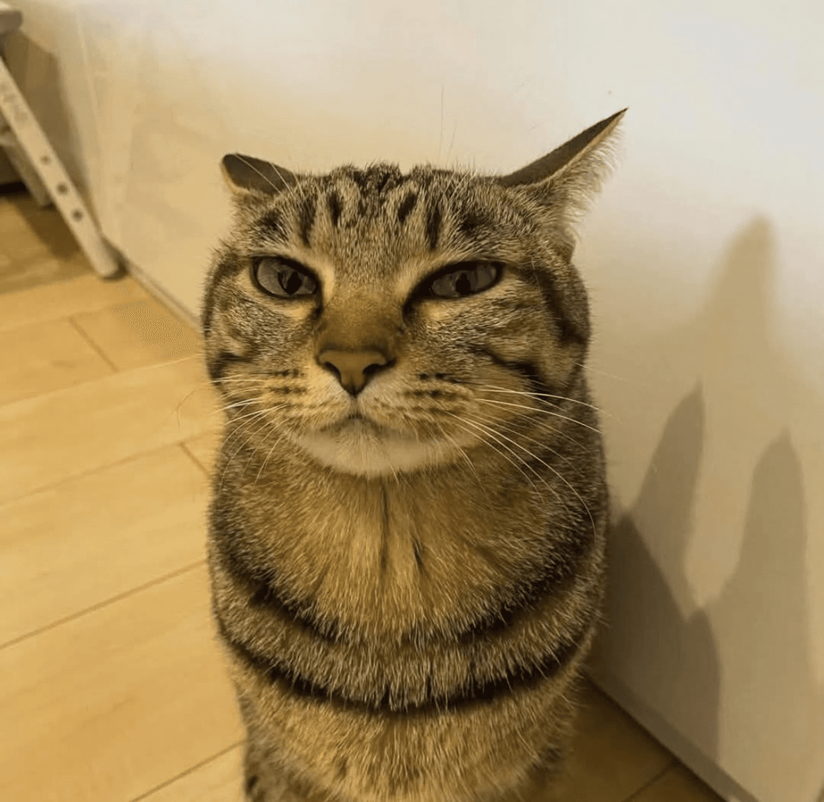Petit chat